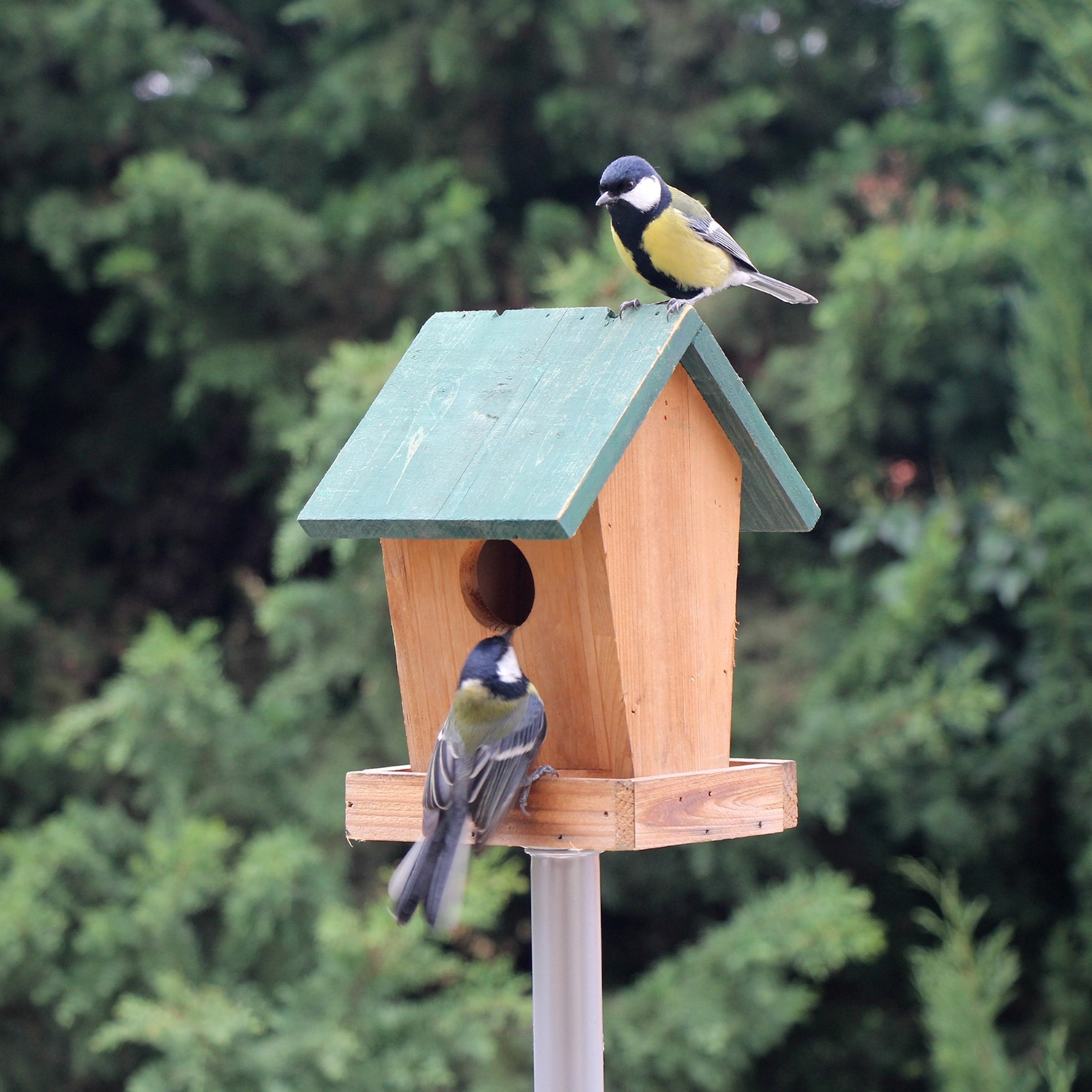 Bird Houses & Nest Boxes